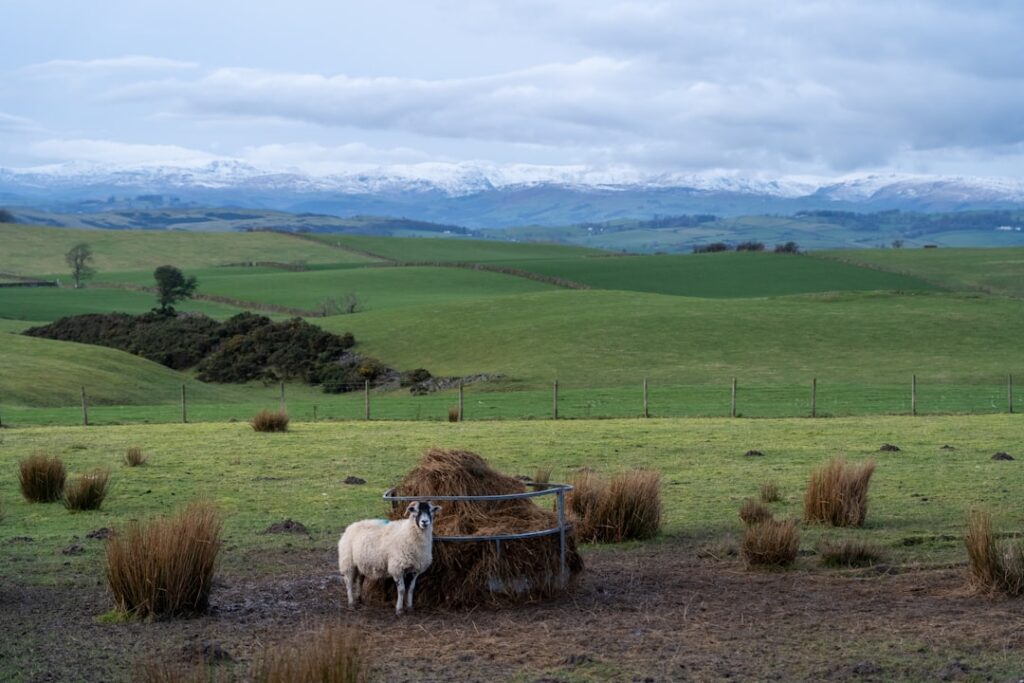 Photo Ice Cream Shops