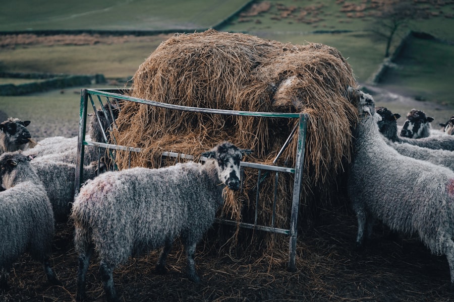 Photo Ice Cream Shops